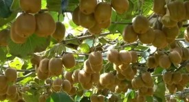 皇家马德里4-1大胜莱万特，西甲联赛再展雄风